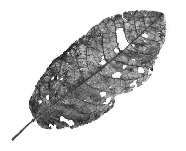 Leaf eaten by insects — Stock Photo, Image