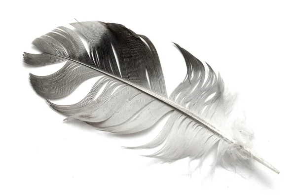 La pluma del pájaro sobre blanco —  Fotos de Stock