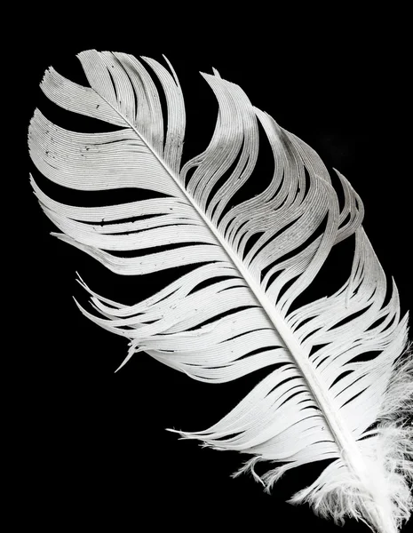 블랙에 새의 깃털 — 스톡 사진