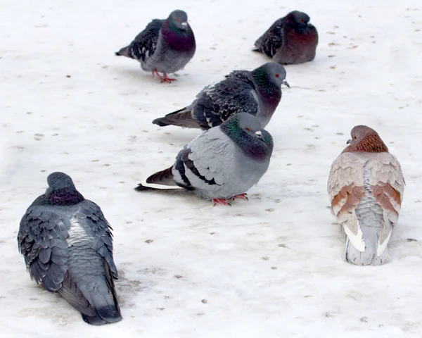 Wild pigeons on snow — Stock Photo, Image