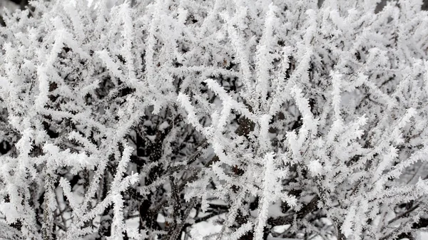 Natura invernale — Foto Stock