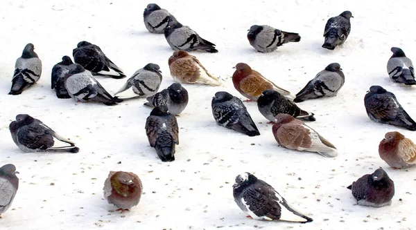 雪上的野鸽 — 图库照片