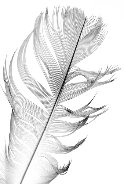 Feather of a bird on white — Stock Photo, Image