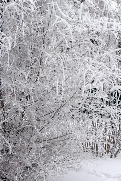 Natura invernale — Foto Stock