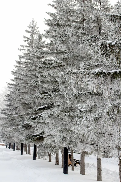 Naturaleza invernal —  Fotos de Stock