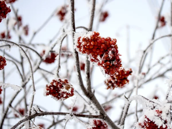 Winter nature — Stock Photo, Image