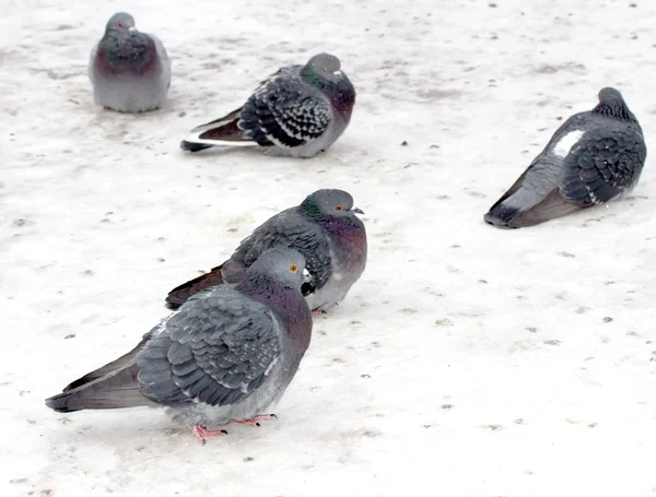 Дикие голуби на снегу — стоковое фото