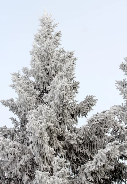 Natureza de inverno — Fotografia de Stock