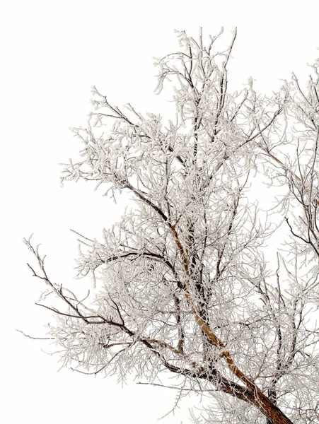 Natureza de inverno — Fotografia de Stock