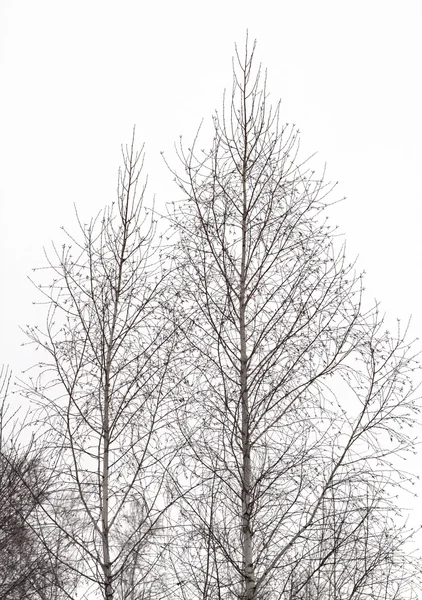 Vinter natur — Stockfoto