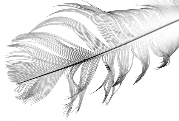 Feather of a bird on white — Stock Photo, Image