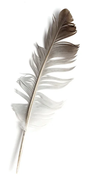 La pluma del pájaro sobre blanco — Foto de Stock