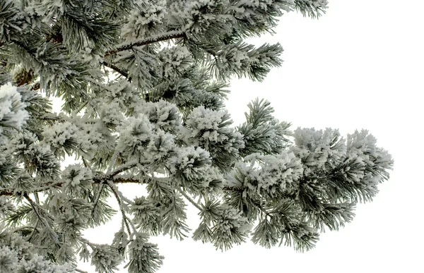 雪の中の冬のトウヒ — ストック写真