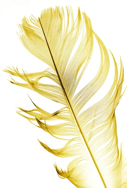Big  feather on white — Stock Photo, Image