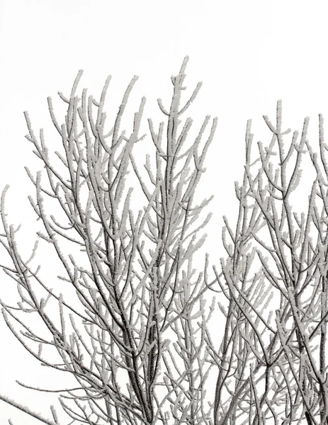 Vinter natur — Stockfoto