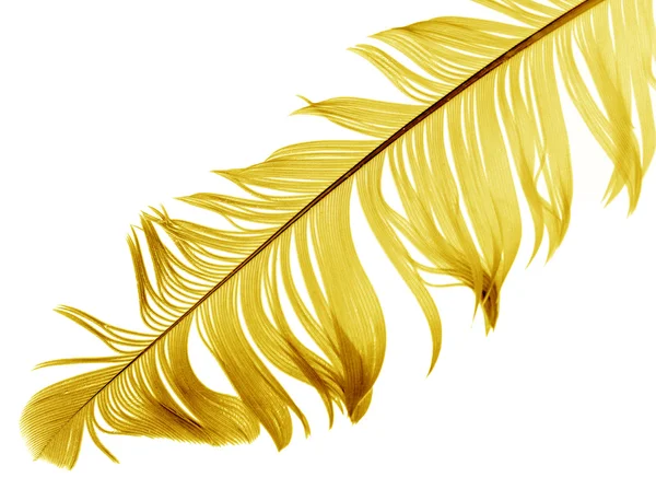Big feather on white — Stock Photo, Image