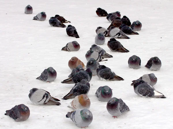 Divocí holubi v zimě — Stock fotografie