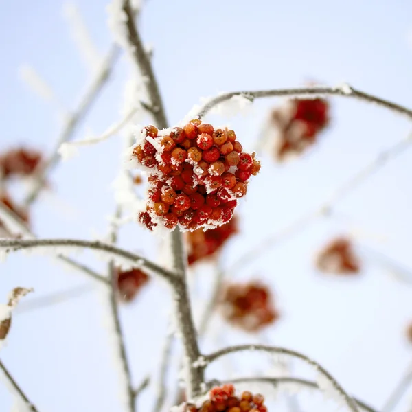 Winter nature — Stock Photo, Image