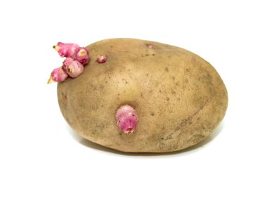 Bir beyaz filizlenmiş patates