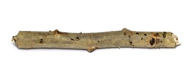 ahşap dal izole