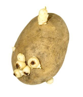 Sprouted potatoes on a white clipart