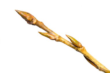 İzole bir ağaç dalı dostum