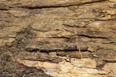 Ağaç kabuğu dokusu