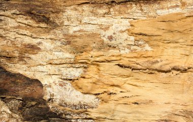 Ağaç kabuğu dokusu