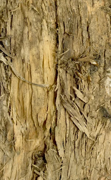 Struttura della corteccia dell'albero — Foto Stock