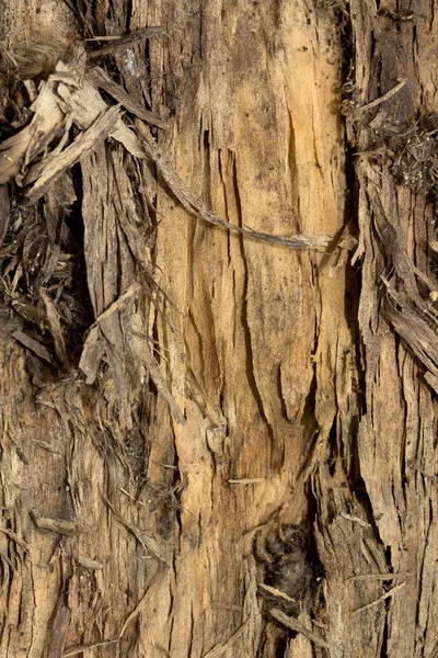 Struttura della corteccia dell'albero — Foto Stock