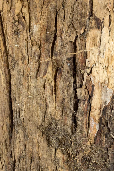 Textura de corteza de árbol — Foto de Stock