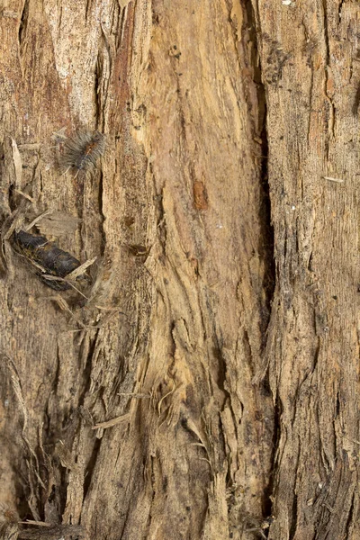 Struttura della corteccia dell'albero — Foto Stock