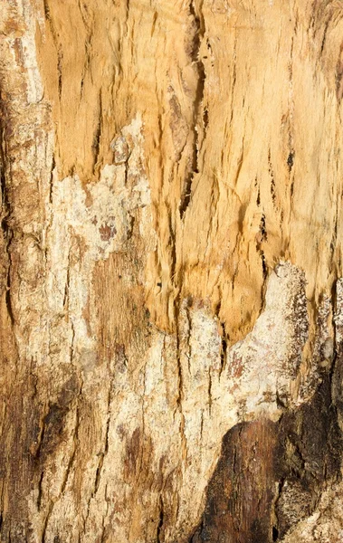 Textura de corteza de árbol —  Fotos de Stock