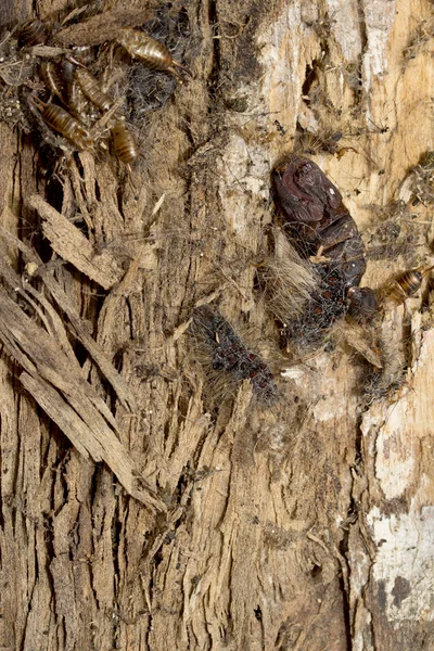 Struttura della corteccia dell'albero — Foto Stock