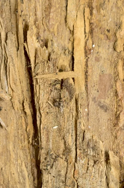 Struttura della corteccia dell'albero — Foto Stock