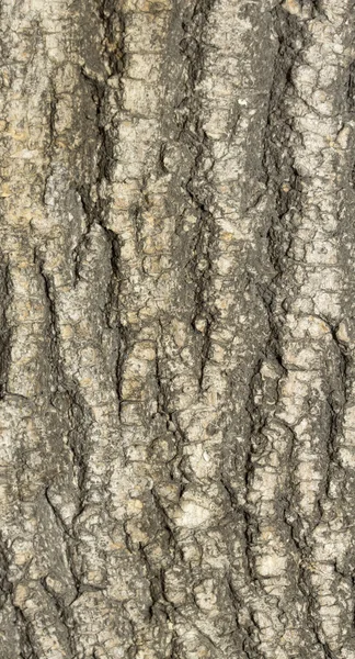 Texture d'arbre en bois — Photo