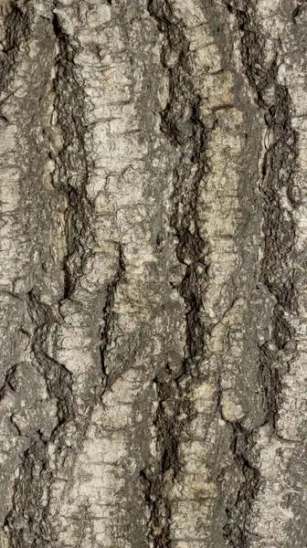 一个木雕的树纹理 — 图库照片