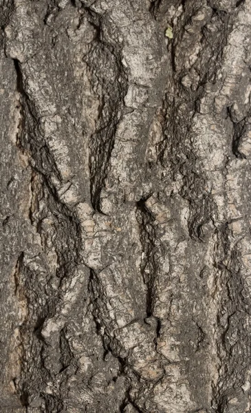 Baumstruktur aus Holz — Stockfoto