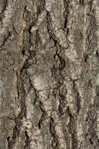 Texture d'arbre en bois — Photo