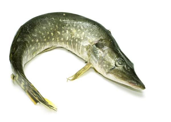 Fish pike on a white — Stock Photo, Image