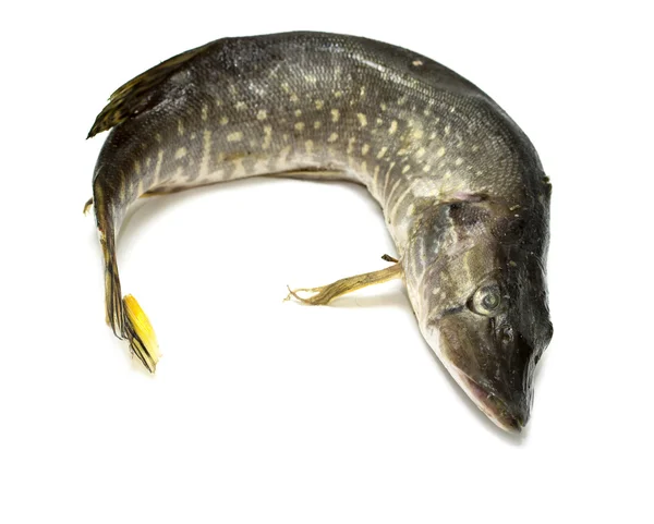 Ryby štika na bílé — Stock fotografie