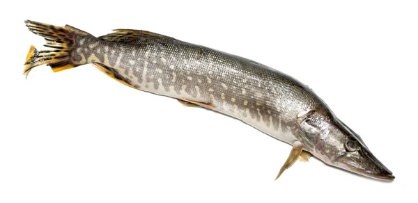 Fish pike on a white — Stock Photo, Image