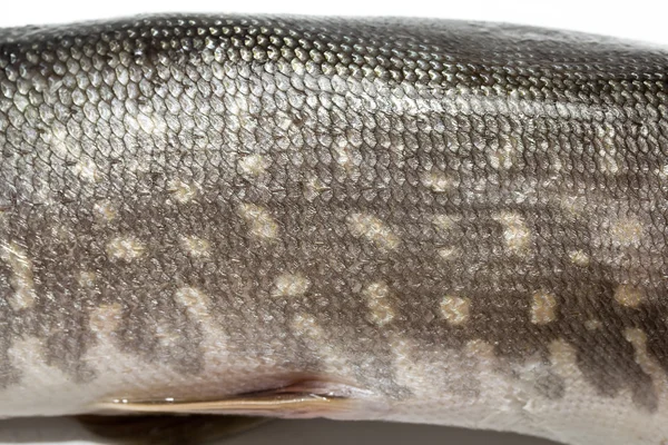 Ryba szczupak na białym — Zdjęcie stockowe