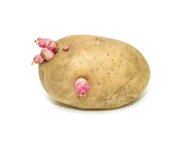 Grodda potatis på en vit — Stockfoto