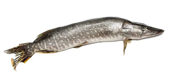 Ryba szczupak na białym — Zdjęcie stockowe