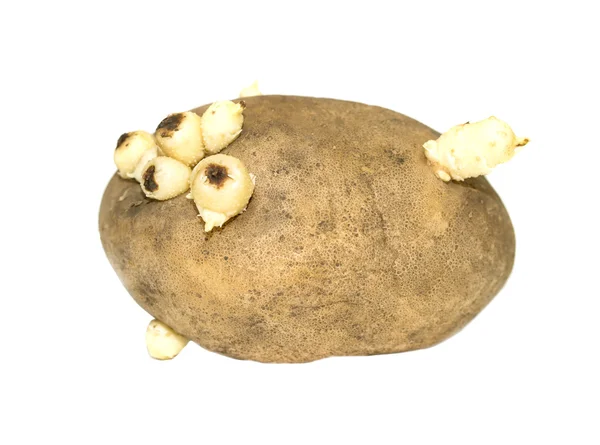 Картофель на белом — стоковое фото