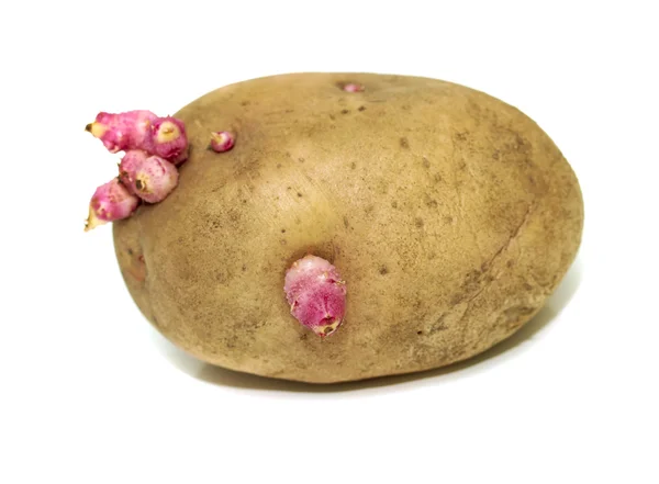 Grodda potatis på en vit — Stockfoto