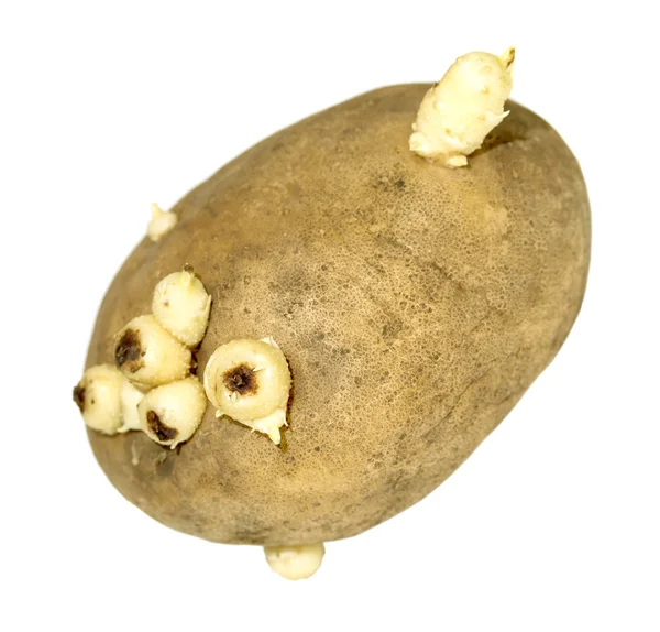 Grodda potatis på en vit — Stockfoto