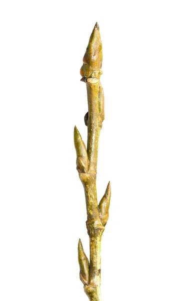 Bud on a tree branch isolated — Stock Photo, Image