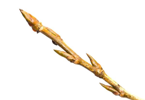 Bud on a tree branch isolated — Stock Photo, Image